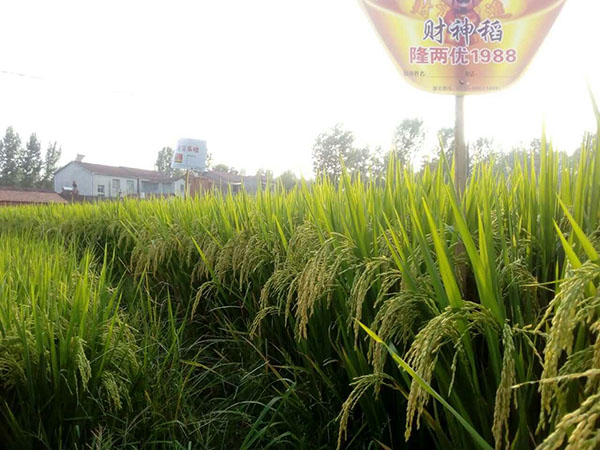 由井下攝像機(jī)談水下機(jī)器人